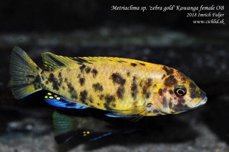 Maylandia sp. 'zebra gold' Kawanga